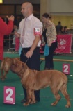 guusje dogshow maasstricht dag 2 038